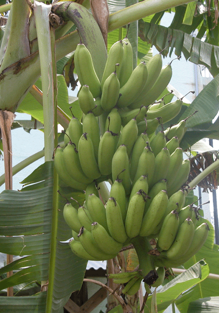 私設かってに観光協会 島バナナ