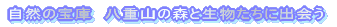 ���R�̕�Ɂ@���d�R�̐X�Ɛ��������ɏo�